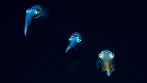 Three iridescent squids floating through the water